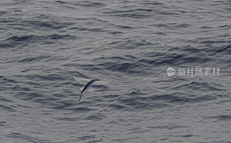 大洋洲飞鱼，Cheilopogon pinnatibarbatus melanocercus，是长尾飞鱼科飞鱼的一个亚种，发现于澳大利亚新南威尔士州和新西兰周围的水面。它的长度可达45厘米。飞过的